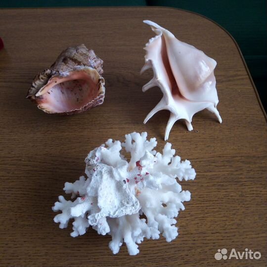 Ракушка, коралл