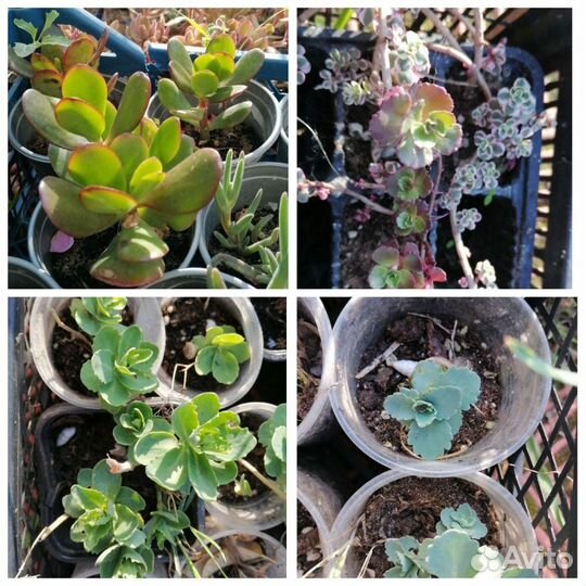 Растения для альпийской горки, почвопокровные