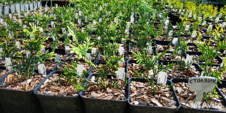 Туя Рейнголд Тедди Даника Мириам Голд Глоб Столвик