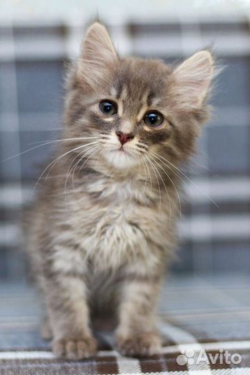 Котик в добрые руки