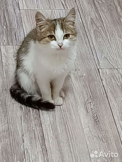 Кошка в дар бесплатно