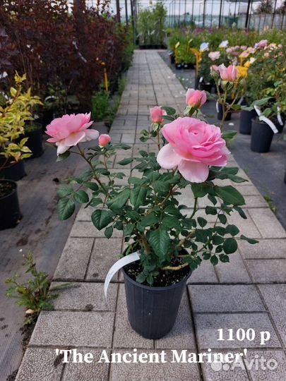 Саженцы роза цветы