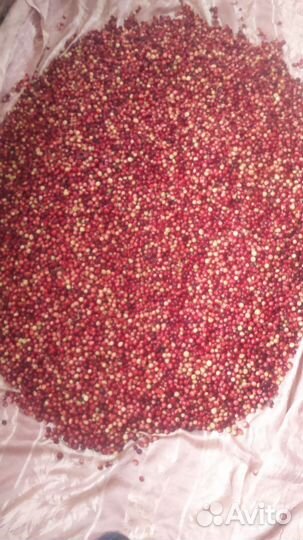 Клюква свежая