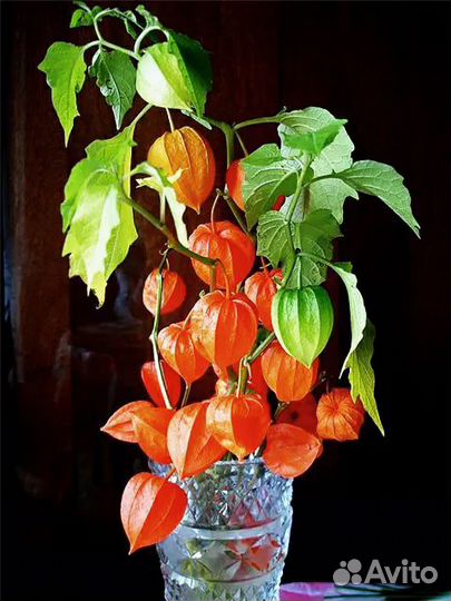 Ежевика и другие садовые растения