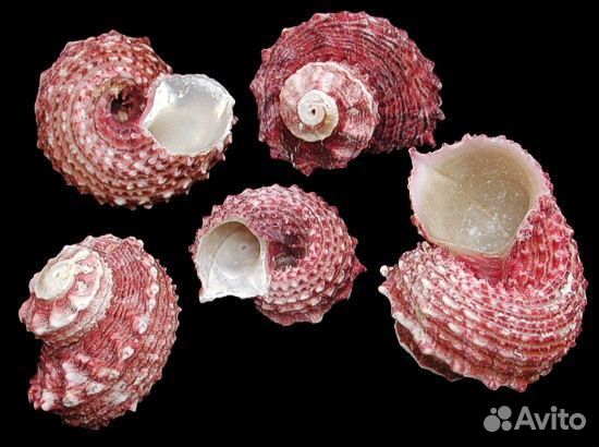 Раковины декоративные, на вес, 900 гр