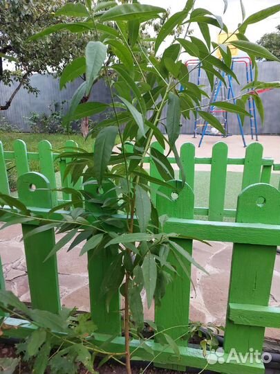 Саженцы персика