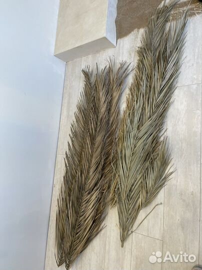 Листья пальмы