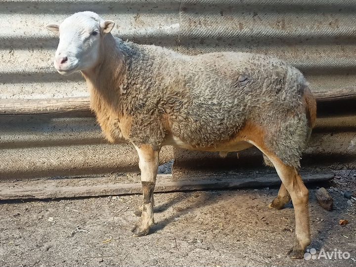 Баран катумской породы