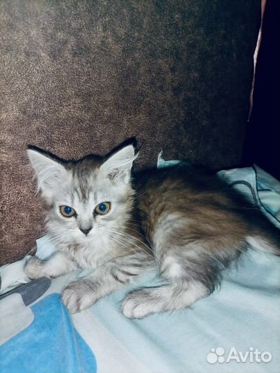 Домашние животные кошки