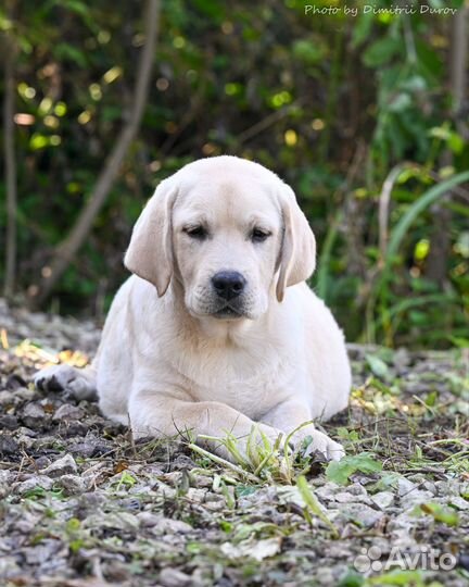 Щенки лабрадора