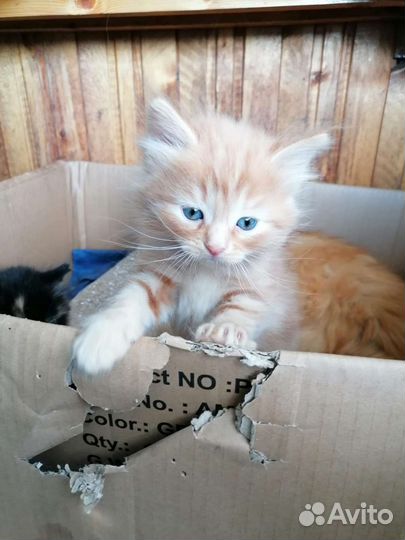 Котята