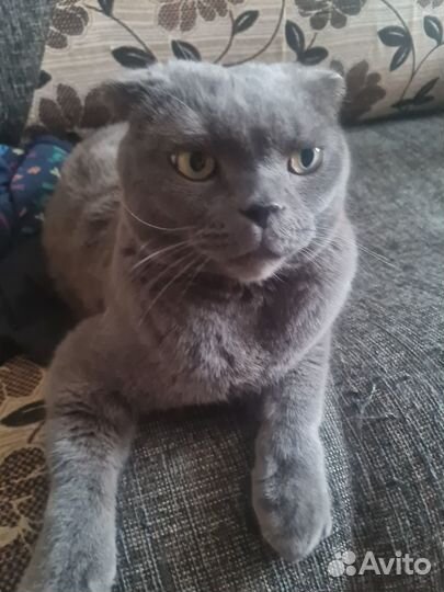 Шотландский вислоухий кот