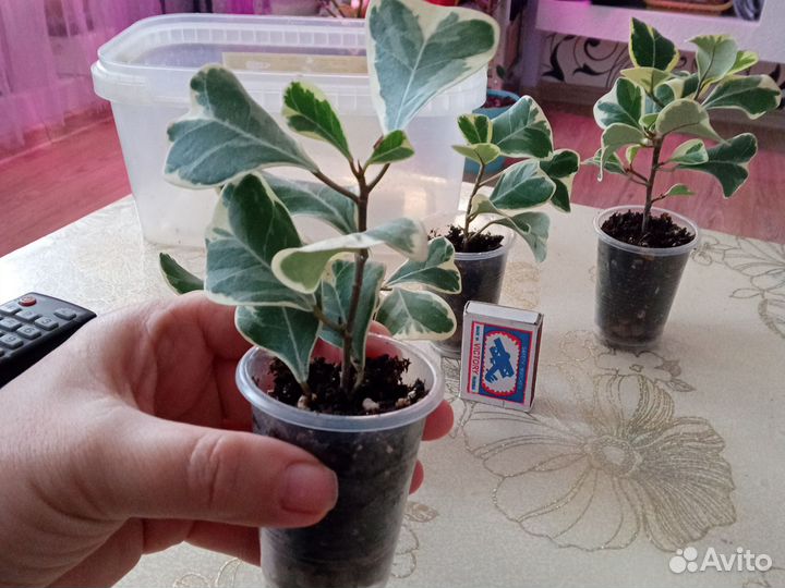 Фикус триангулярис вайт марджин