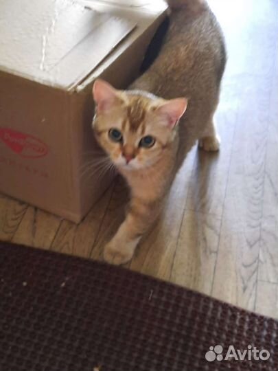 Котенок