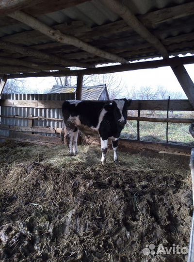 Корова дойная 4 года, бычок 10 мес