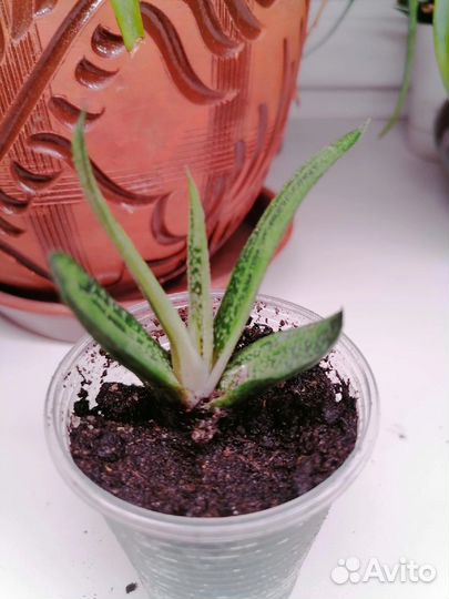 Алоэ, кактусы, гастиории, красула, хавортия