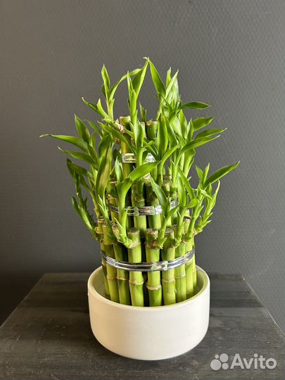 Бамбук лаки