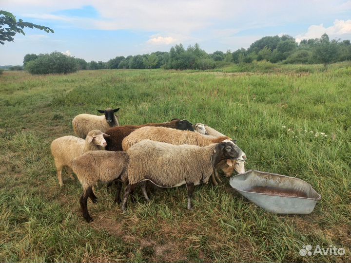 Овцы бараны