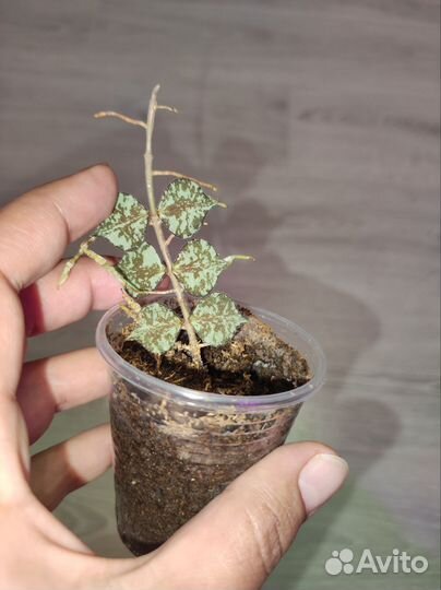 Хойя hoya
