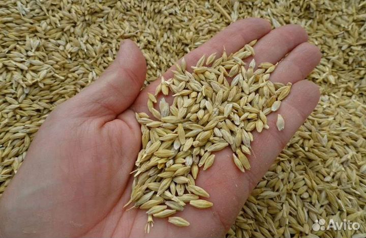 Зерно пшеница, ячмень