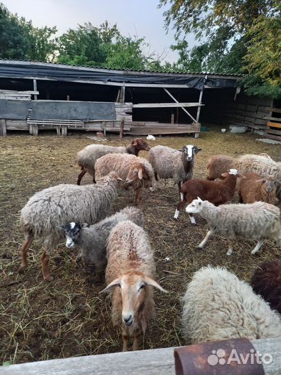 Овцы бараны ягнята