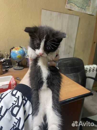 Котята