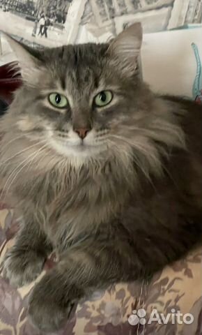 Кошка