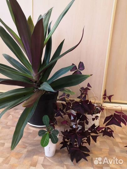 Рэо на цвету, молочай