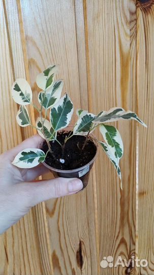 Фикус Бенджамина Твайлайт