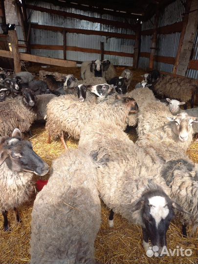 Продажа овец