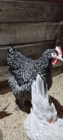 Мехеленская кукушка, петух и курица