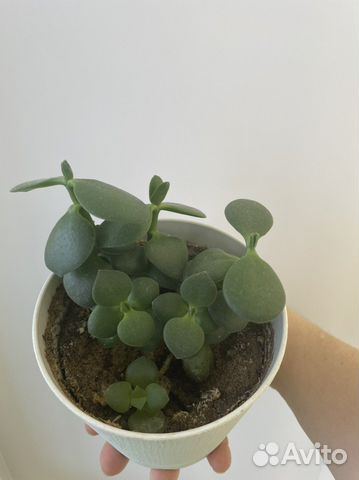 Толстянка крассула