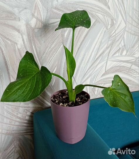 Калла Эфиопская(Белая Красавица )