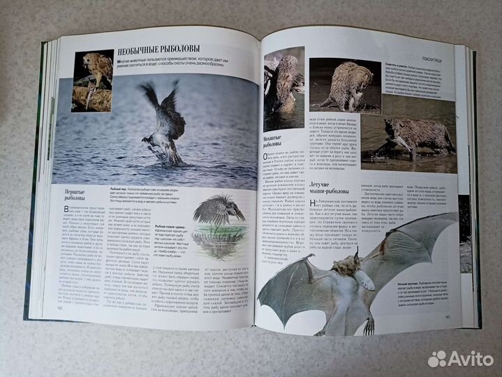 Энциклопедия Секреты природы