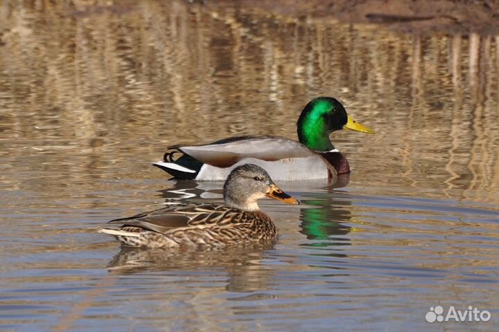 Подсадные утки Тульские - 1500, Чубарые - 2500