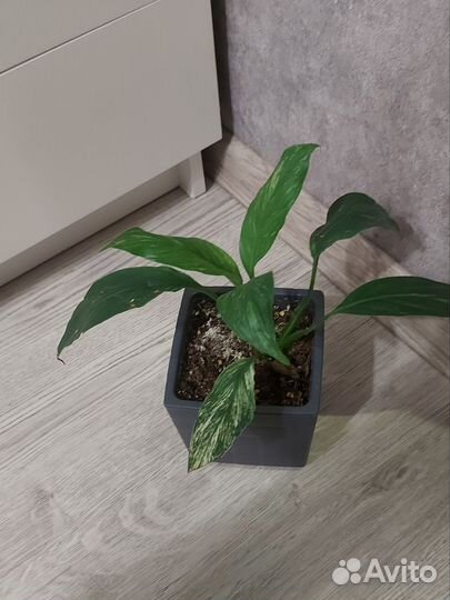 Спатифиллум даймонд и сенсация варигатная