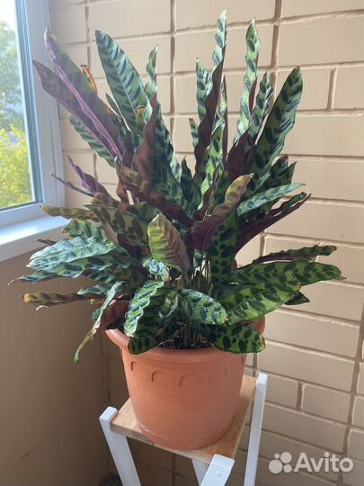 Калатея лансифолия