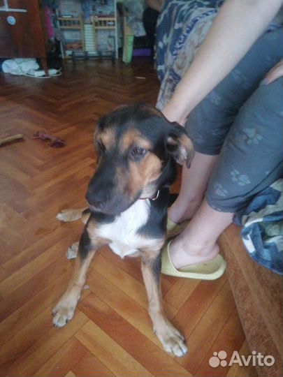 Щенок 4 месяца девочка