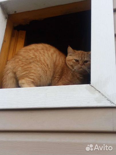 Экзотическая кошка