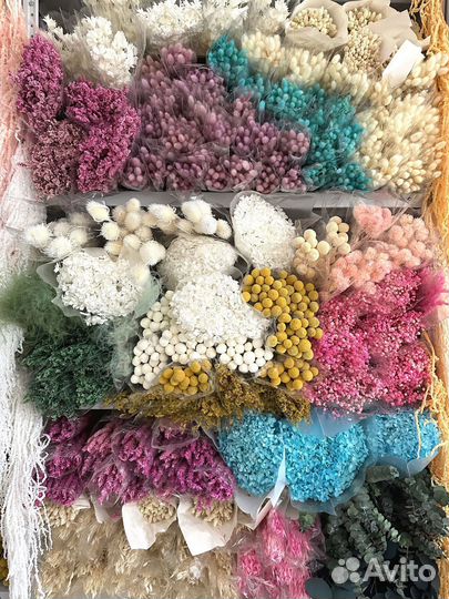 Пшеница сухоцвет