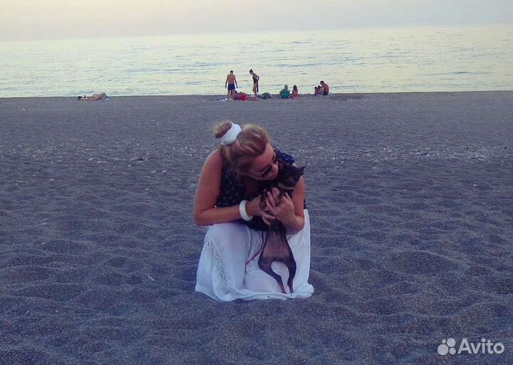 Выгул собак