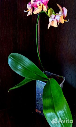 Орхидея