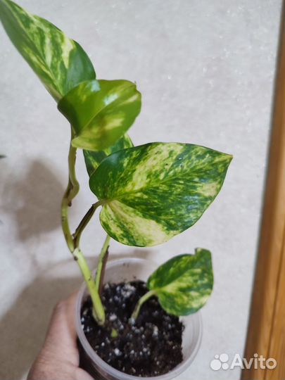 Сциндапсусы