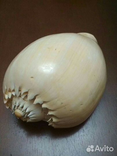 Ракушки