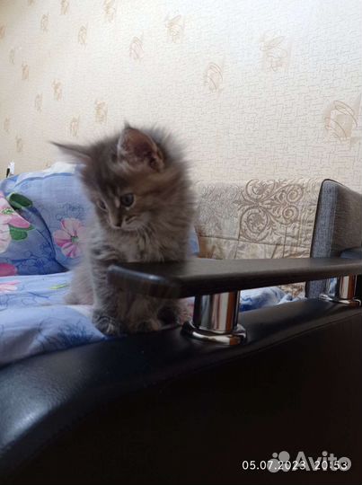 Котята Мейн Кун