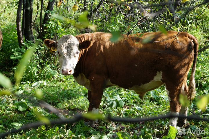 Продам быков