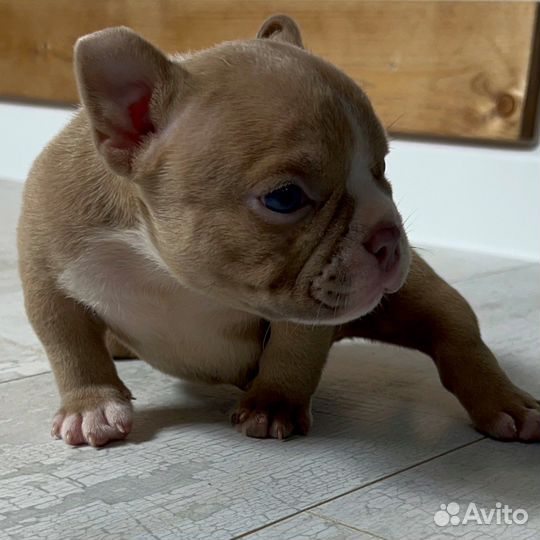 Ам Булли Микро девочка