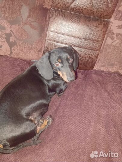 Щенки кроличьей таксы