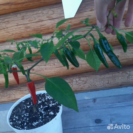 Острый перчик в кашпо предзаказ на 2024 год