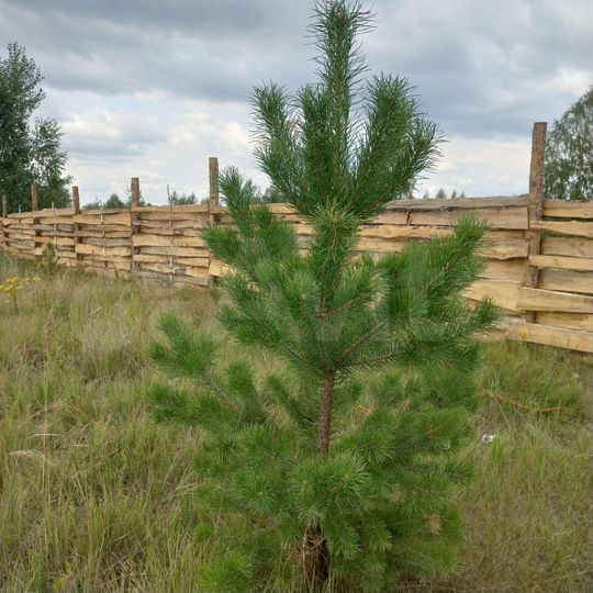 Участок 11 сот. (ИЖС)